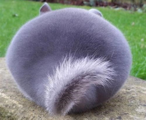 怎样养龙猫能尽快上手,如何正确方法养龙猫