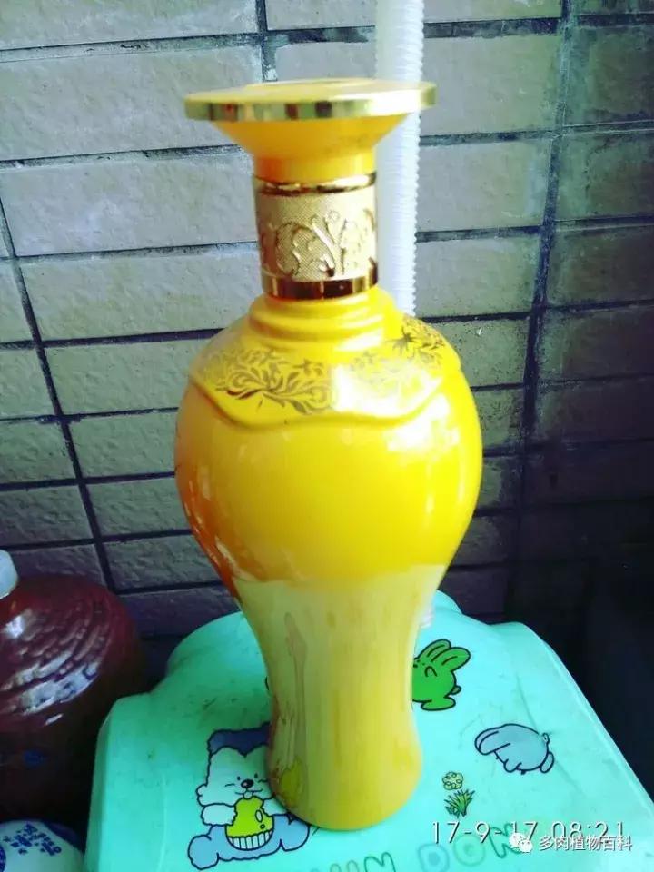 透明酒瓶种多肉怎么才好看,空酒瓶利用种多肉