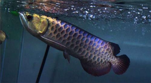 龙鱼挑食龙鱼拒食全攻略,龙鱼换季趴缸拒食怎么解决