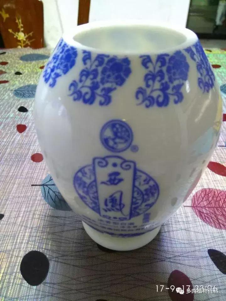 透明酒瓶种多肉怎么才好看,空酒瓶利用种多肉