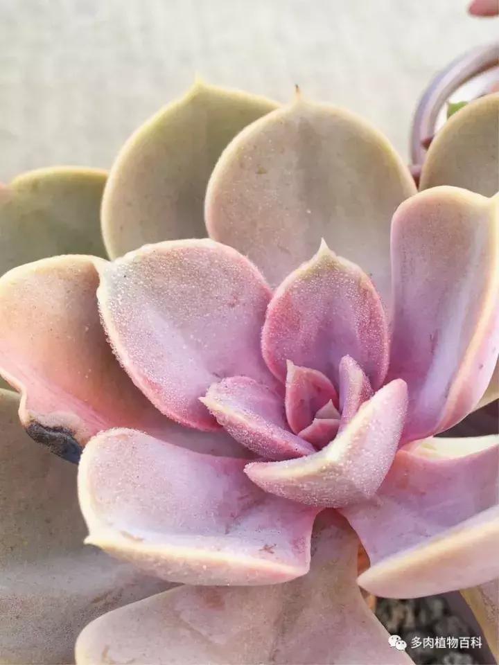 多肉吸收露水会长得更好吗,露养多肉有露水怎么办