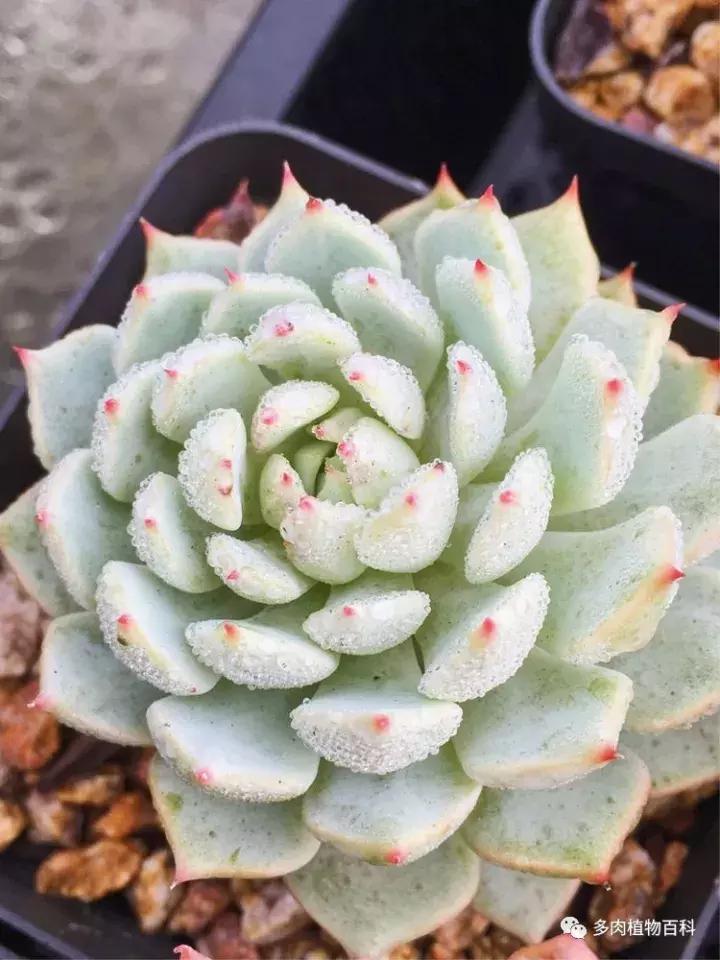 多肉吸收露水会长得更好吗,露养多肉有露水怎么办