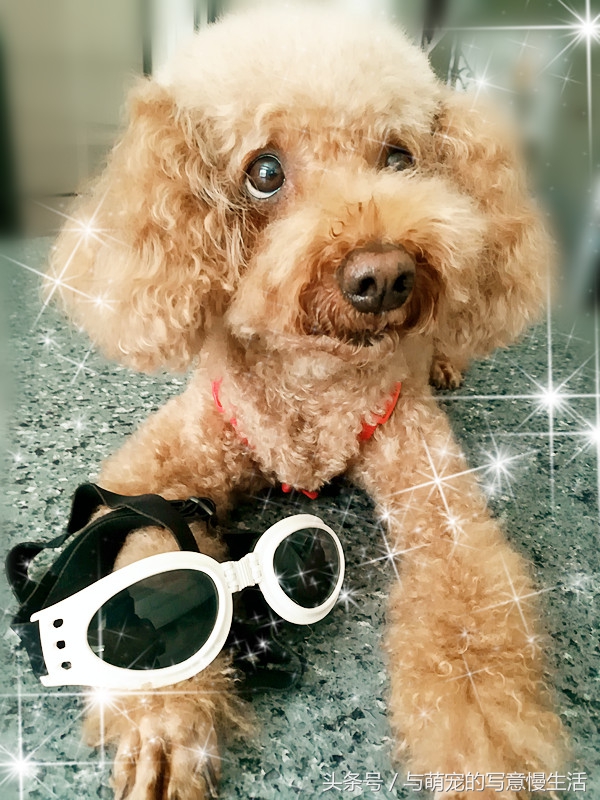 带上狗狗去旅行，“犬行天下”时带些什么装备好？