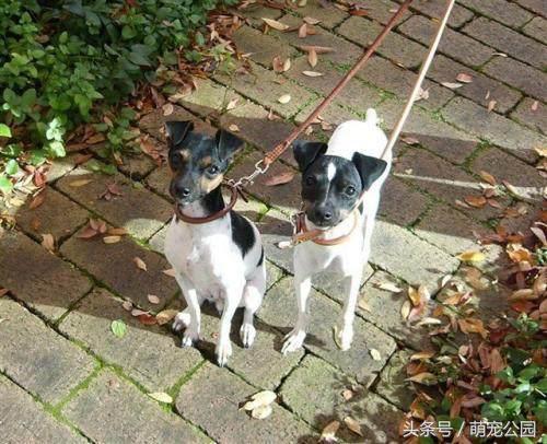 最新太仓猎犬出售,中华名猎犬