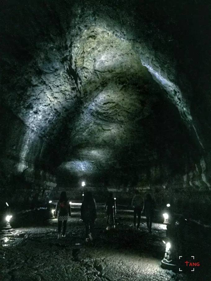 做一只治愈的猫,做一只快乐的柴犬