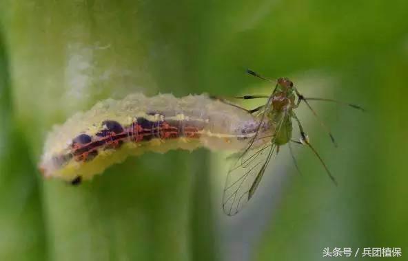 农田益虫,田间益虫到底有多可怕