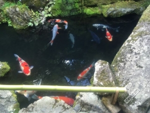 日本小众深度游玩攻略,日本关西打卡攻略