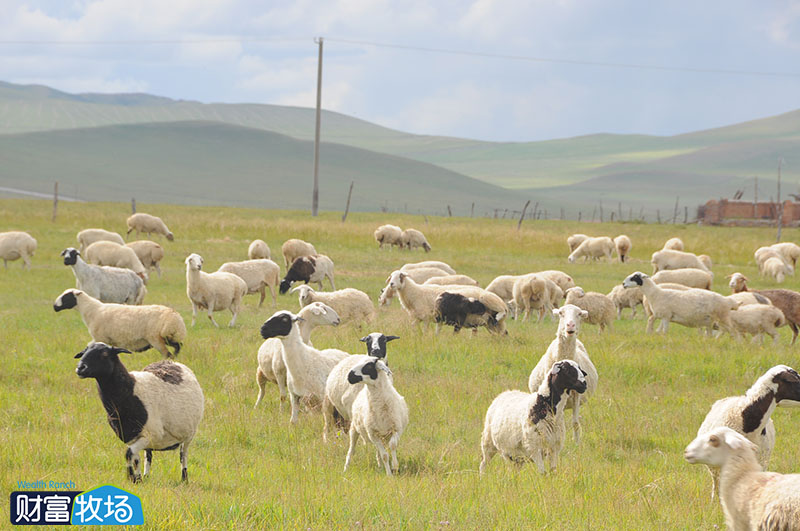 小投资养殖什么好创业,投资最小的养殖行业是什么