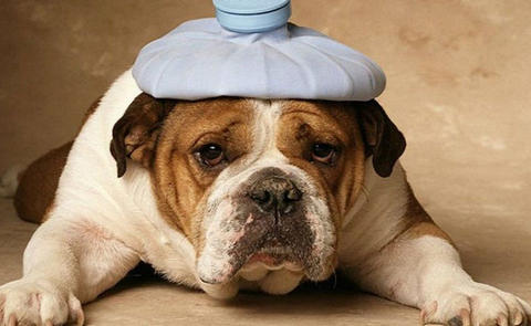 预防狗狗细小的药,狗狗疾病常识有哪些