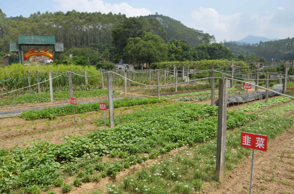 福建平和蜜柚熟啦,五寨乡蜜柚