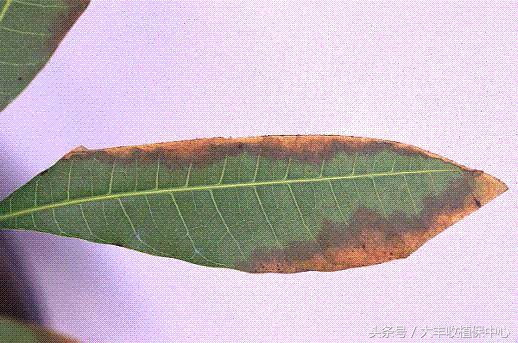 芒果控梢叶片发黄什么原因,芒果枝枯病的原因及治疗方法