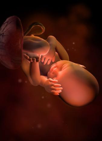 孕宝生长图,胎宝宝3d立体动画