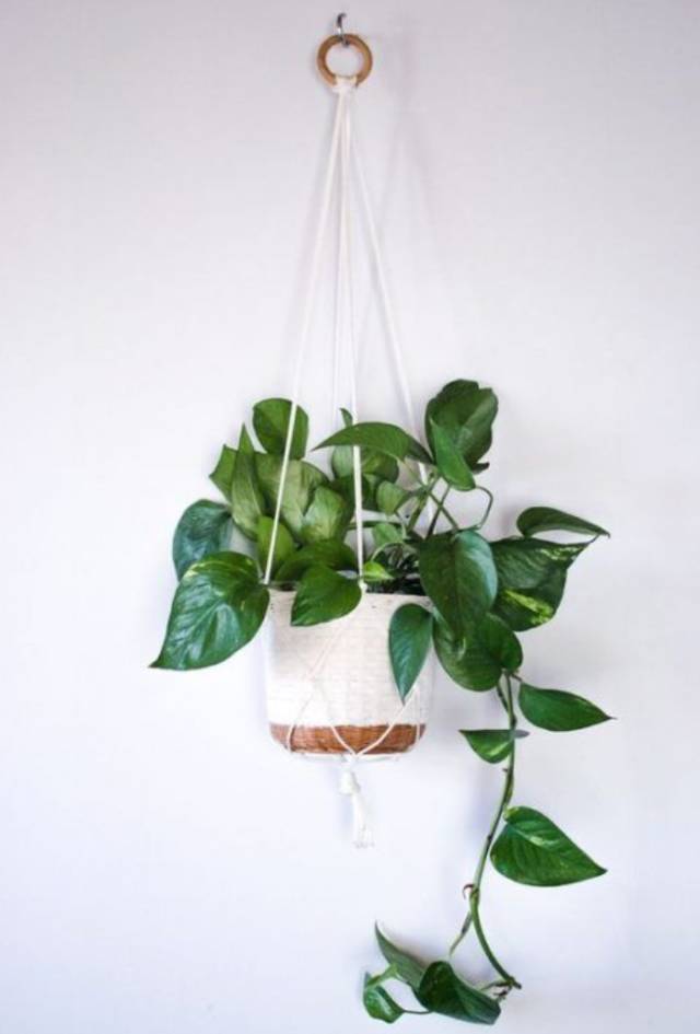 室内吸毒植物养护,能吸毒的盆栽植物有哪些