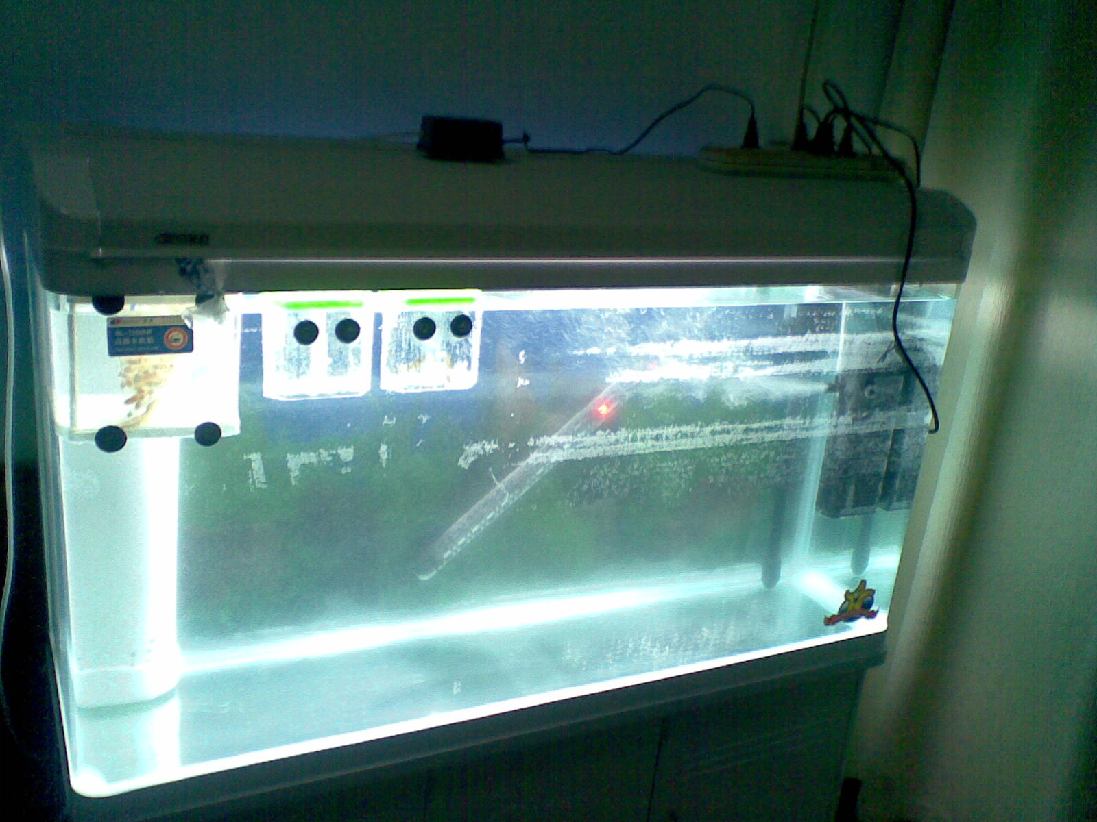 鱼中毒怎么解,鱼亚硝酸盐中毒鱼能换缸吗