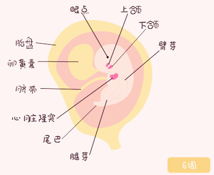 宝宝的胎芽长得很快吗,宝宝的胎心是一周比一周慢吗
