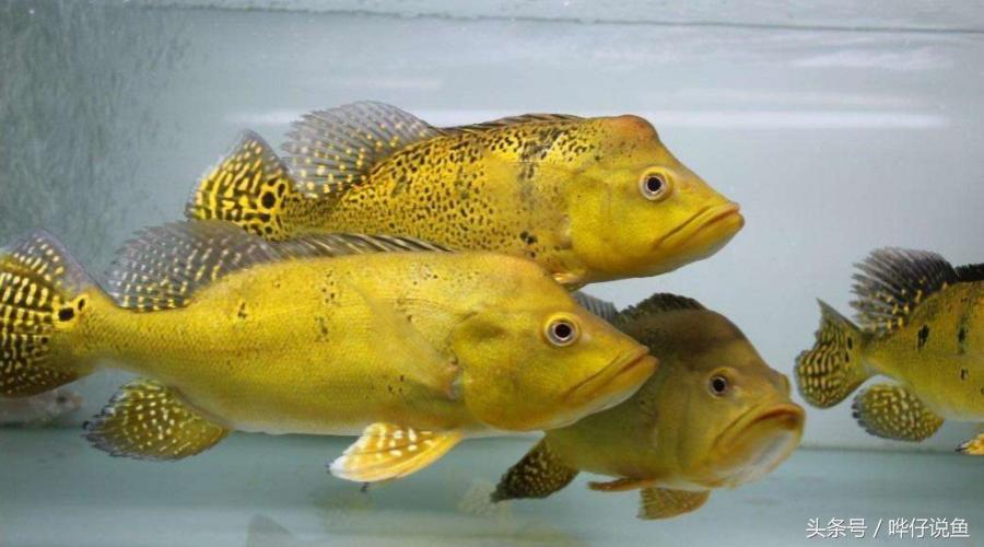 瀵绘壘绁炵榫欓奔,鎺㈢绁炵楸肩被