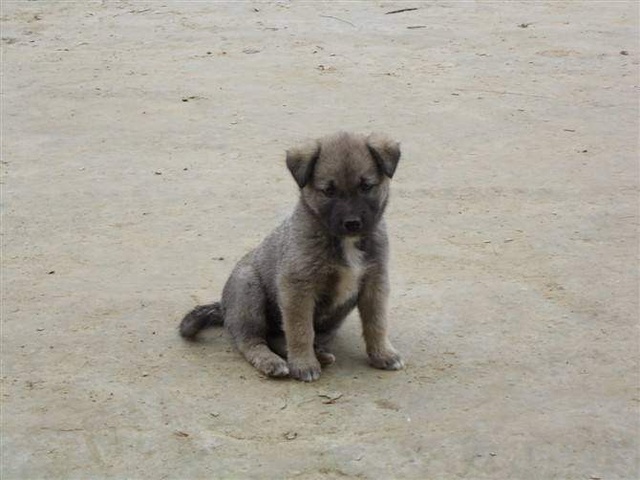 土狗预防细小打什么疫苗,土狗打疫苗多少钱一针