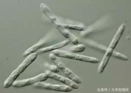 草莓蛇眼病的防治方法,草莓蛇眼病用什么农药