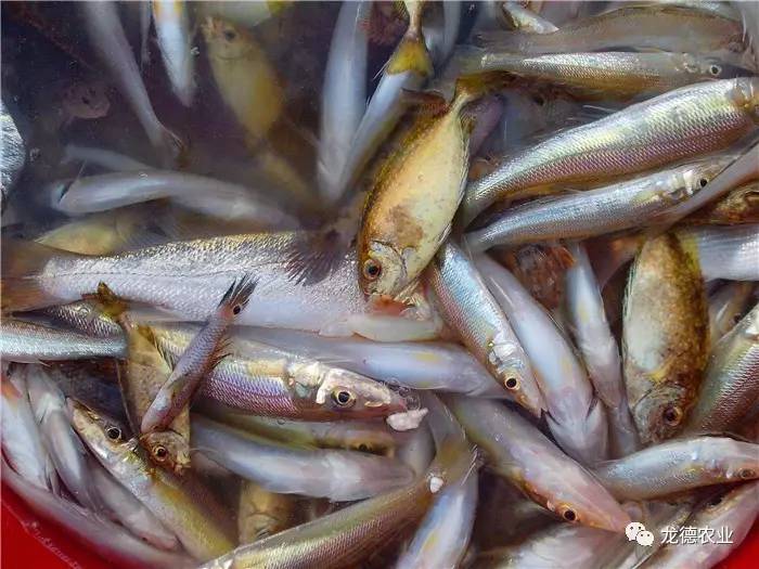 龙鱼吃了特别大的食物,龙鱼吃的鱼食