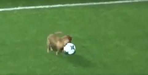 足球比赛小狗挡球,足球联赛狗狗抢球