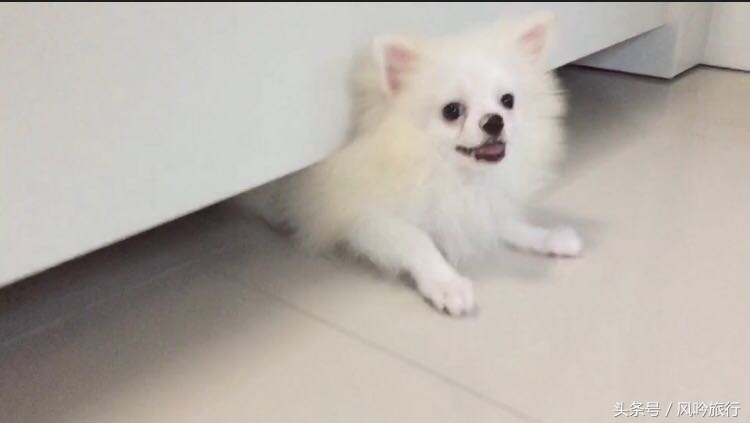 怎样才能买到国外的狗,在泰国怎么买狗