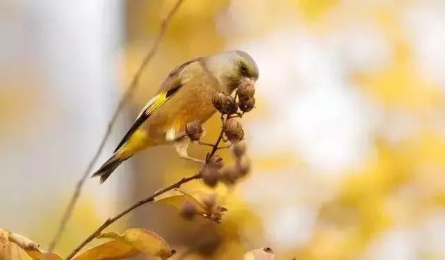 国庆冬秋双节去哪儿最好玩,国庆双节去哪里玩最好