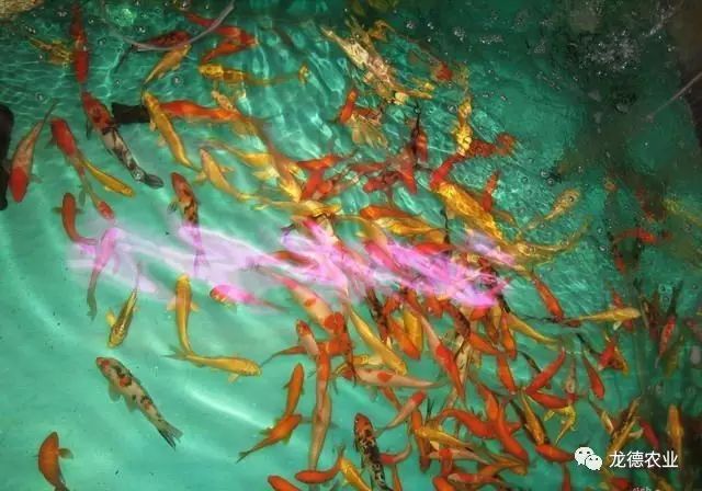 龙鱼吃了特别大的食物,龙鱼吃的鱼食