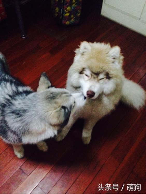 哈士奇的毛特别的长，被形容是只披了羊皮的狼