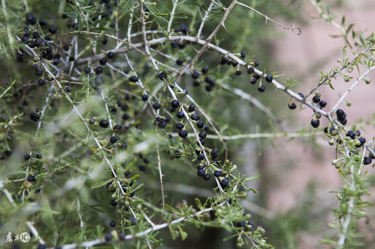 黑枸杞的作用与功效多少钱一斤,黑枸杞一般多少钱的比较好