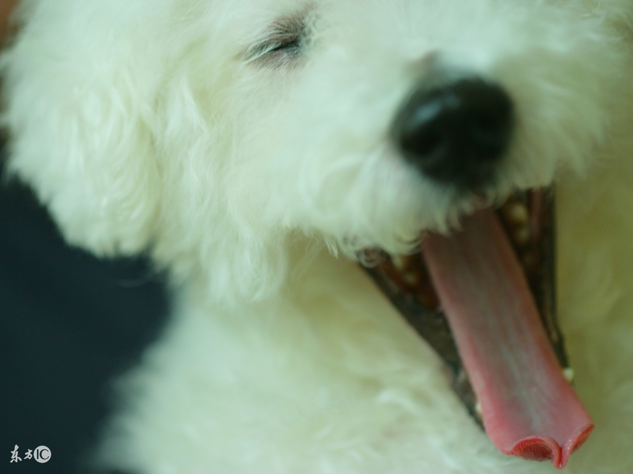 世界名犬比熊,比熊狗的名字大全及图片