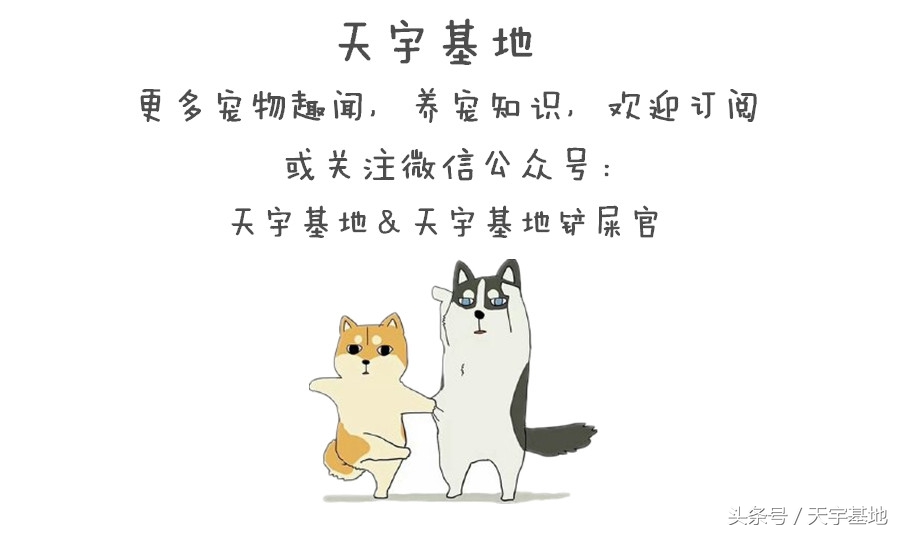 柯基意外怀孕生下五只不同小狗,柯基被带回老家怀孕后续