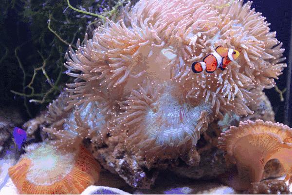 大连圣亚海洋世界门票老年优惠,大连圣亚海洋世界门票六一打折吗