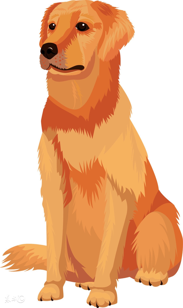 十二星座的开运宠物白羊座,12星座最适合养什么宠物