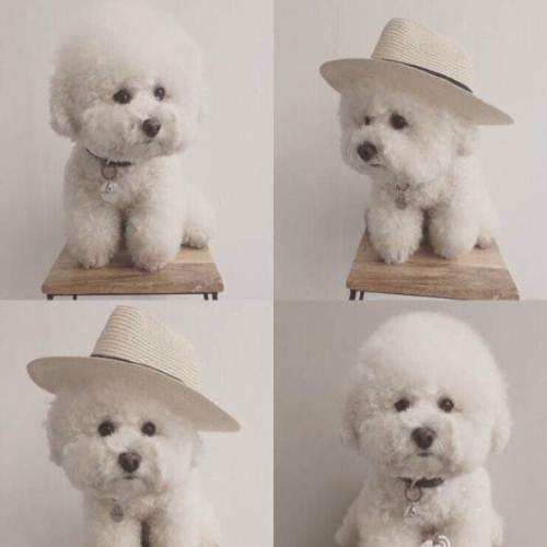 小型犬比熊泰迪宠物,中型犬比熊灰色