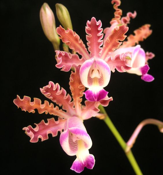 兰花寓意坚强象征着高洁傲骨之风,兰花代表怎样的高洁品质