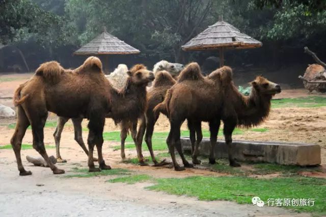 广州长隆野生动物园吃东西攻略,广州长隆野生动物园吃喝攻略
