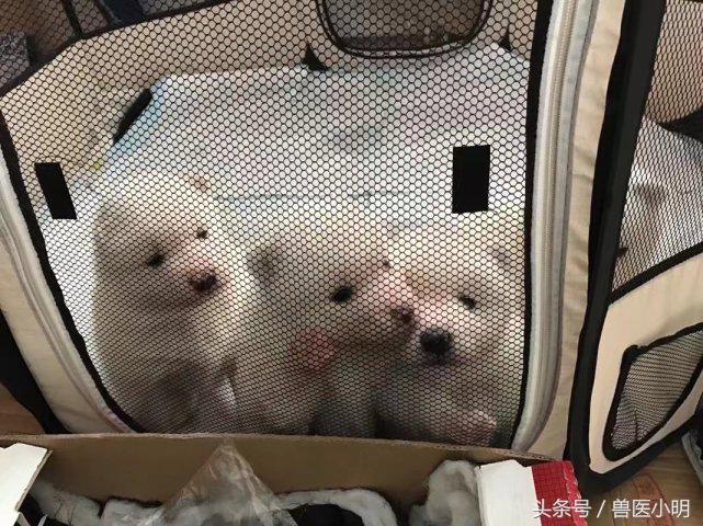 颜值最高的萨摩耶,萨摩耶在犬界的颜值