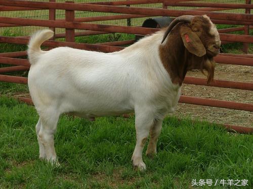 提高种鸭受精率,种公羊应如何饲养管理