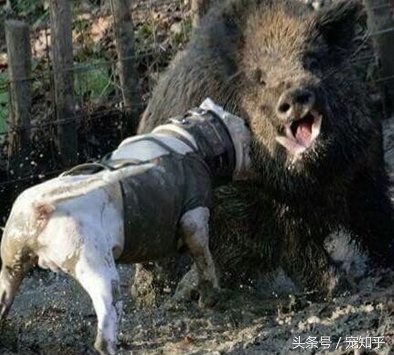 獠牙就是勋章，血染白甲的杜高犬，为狩猎而生，为狩猎而死