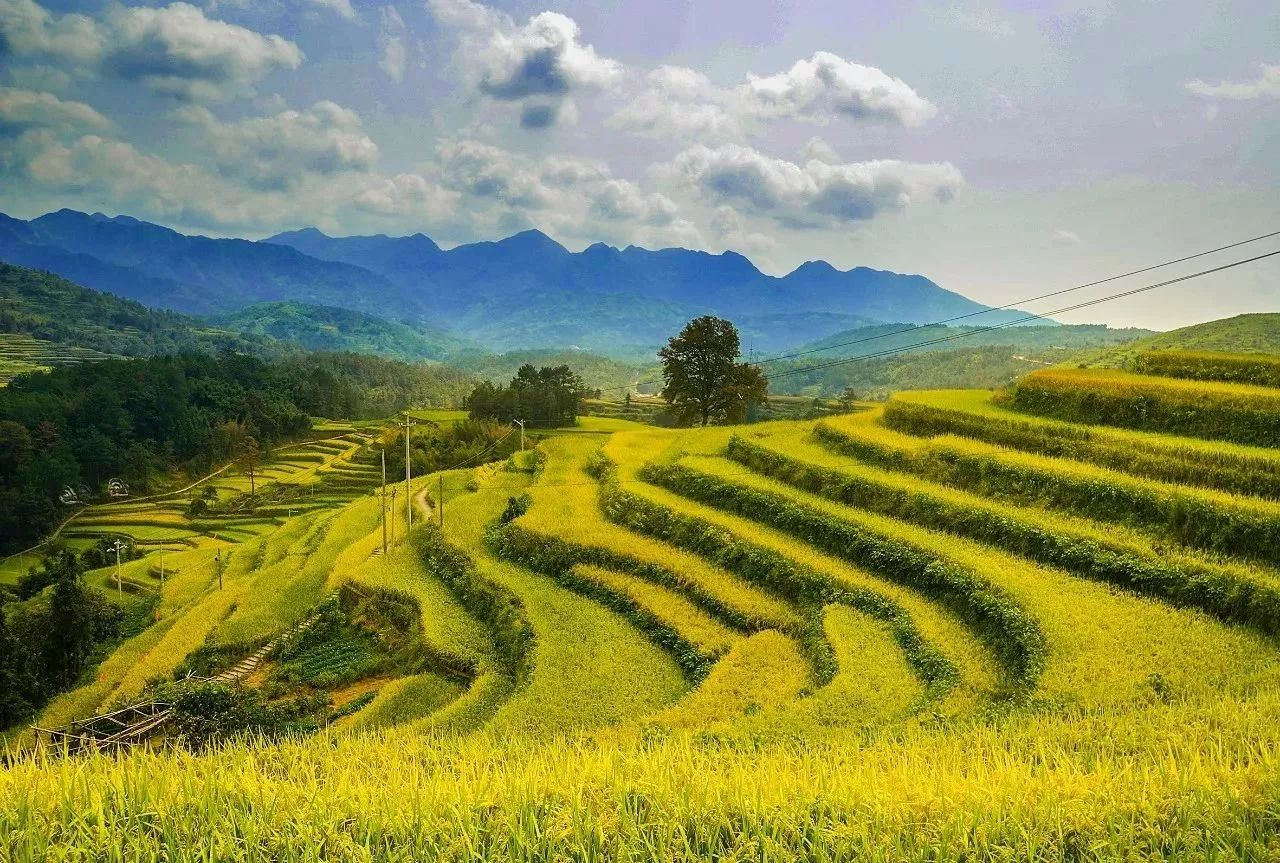 风吹稻浪黄金灿原创,风吹稻田金灿灿原文