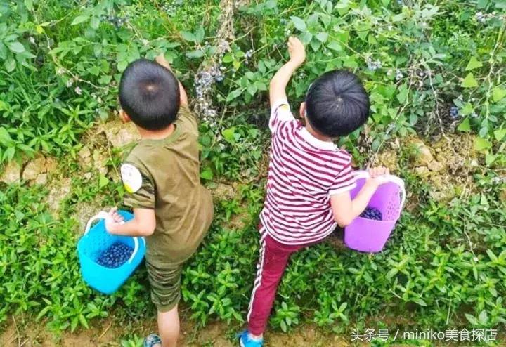 成都周边农场推荐,成都周边最有特色的农场