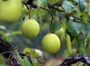 中国梨农的骄傲，你家乡种植过这些品种吗？