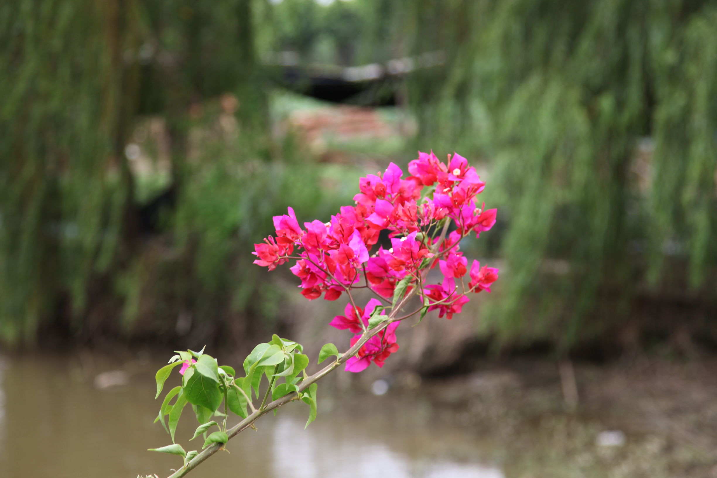 广州南沙百万葵园好不好玩,广州南沙百万葵园门票多少钱