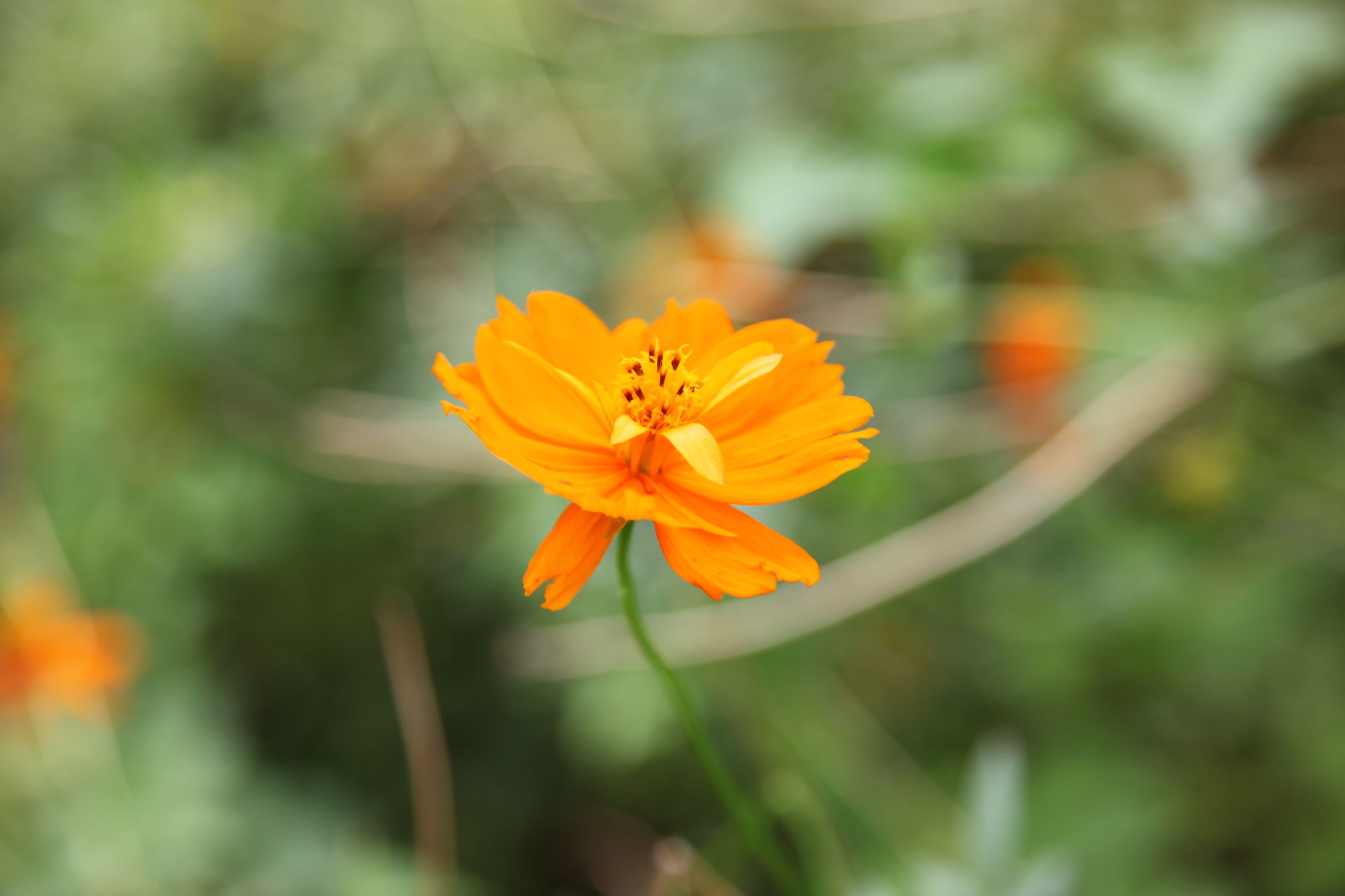 广州南沙百万葵园好不好玩,广州南沙百万葵园门票多少钱