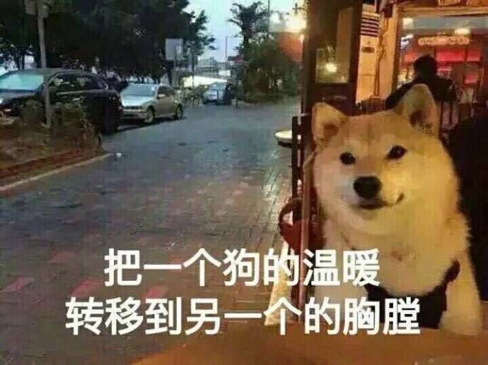 单身狗的正确处理方法,单身狗的终极结局