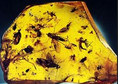 如何挑选琥珀蜜蜡,如何挑选琥珀手串