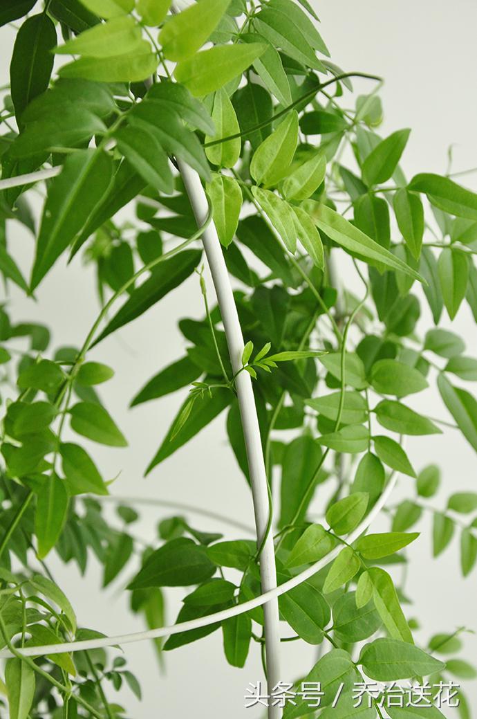 简易木板自制花架,diy自制花架制作方法