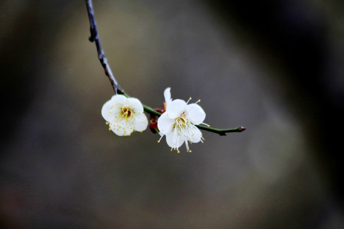那一片花海原版视频,那一片香雪海