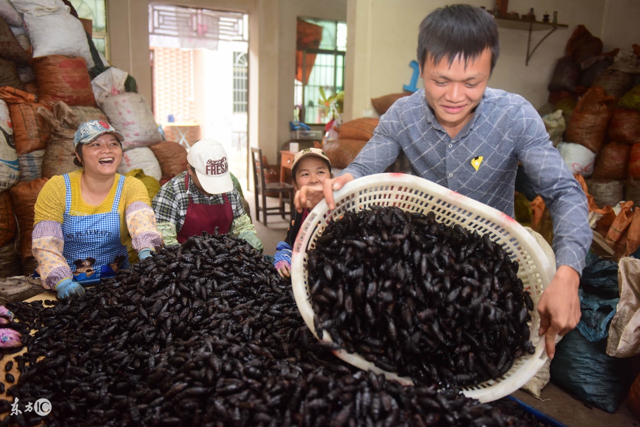 槟榔行业前景堪忧,槟榔产业背后的秘密