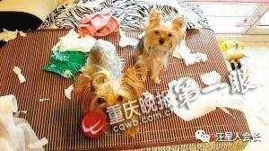 狗子记仇怎么表现,怎么对付记仇狗